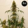 Zenith Feminized by Ace Seeds THC Content Potency Strength CBD Height Yield Flowering Time Indica Sativa Genetics
