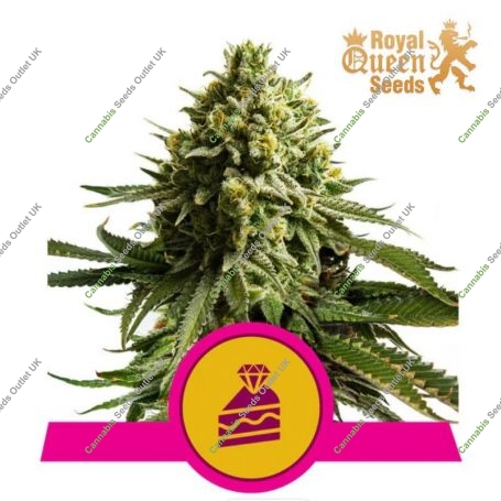Wedding Cake Feminized Marijuana Strain by Royal Queen Seeds For Sale Online at Cannabis Seeds Outlet