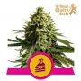 Wedding Cake Feminized Marijuana Strain by Royal Queen Seeds For Sale Online at Cannabis Seeds Outlet