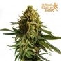 Royal Queen Seeds Wedding Cake Smoke Buds Weed Ganja Skunk Dope Pot Images Pics Nuggets