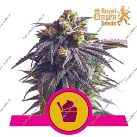 Sundae Driver Feminized Marijuana Strain by Royal Queen Seeds For Sale Online at Cannabis Seeds Outlet