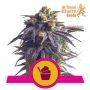 Sundae Driver Feminized Marijuana Strain by Royal Queen Seeds For Sale Online at Cannabis Seeds Outlet