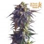 Royal Queen Seeds Sundae Driver Smoke Buds Weed Ganja Skunk Dope Pot Images Pics Nuggets