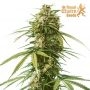 Royal Queen Seeds Gushers Smoke Buds Weed Ganja Skunk Dope Pot Images Pics Nuggets
