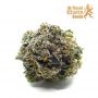 Gushers Feminized by Royal Queen Seeds THC Content Potency Strength CBD Height Yield Flowering Time Indica Sativa Genetics