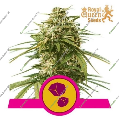 Gushers Feminized Marijuana Strain by Royal Queen Seeds For Sale Online at Cannabis Seeds Outlet