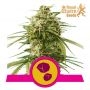 Gushers Feminized Marijuana Strain by Royal Queen Seeds For Sale Online at Cannabis Seeds Outlet