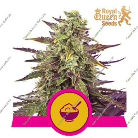 Cereal Milk Feminized Marijuana Strain by Royal Queen Seeds For Sale Online at Cannabis Seeds Outlet