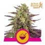 Cereal Milk Feminized Marijuana Strain by Royal Queen Seeds For Sale Online at Cannabis Seeds Outlet