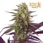 Royal Queen Seeds Cereal Milk Smoke Buds Weed Ganja Skunk Dope Pot Images Pics Nuggets