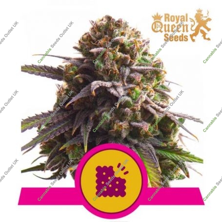 Biscotti Feminized Marijuana Strain by Royal Queen Seeds For Sale Online at Cannabis Seeds Outlet