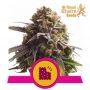 Biscotti Feminized Marijuana Strain by Royal Queen Seeds For Sale Online at Cannabis Seeds Outlet