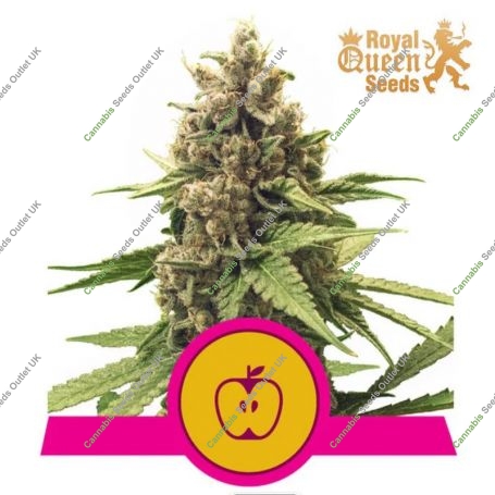 Apple Fritter Feminized Marijuana Strain by Royal Queen Seeds For Sale Online at Cannabis Seeds Outlet