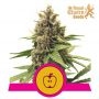 Apple Fritter Feminized Marijuana Strain by Royal Queen Seeds For Sale Online at Cannabis Seeds Outlet