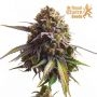 Apple Fritter Feminized by Royal Queen Seeds THC Content Potency Strength CBD Height Yield Flowering Time Indica Sativa Genetics