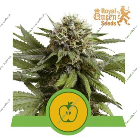 Apple Fritter Auto Feminized Marijuana Strain by Royal Queen Seeds For Sale Online at Cannabis Seeds Outlet