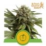 Apple Fritter Auto Feminized Marijuana Strain by Royal Queen Seeds For Sale Online at Cannabis Seeds Outlet