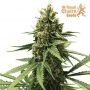 Royal Queen Seeds Apple Fritter Auto Smoke Buds Weed Ganja Skunk Dope Pot Images Pics Nuggets