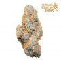 Apple Fritter Auto Feminized by Royal Queen Seeds THC Content Potency Strength CBD Height Yield Flowering Time Indica Sativa Gen