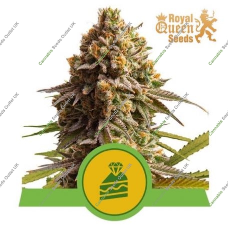 Wedding Cake Auto Feminized Marijuana Strain by Royal Queen Seeds For Sale Online at Cannabis Seeds Outlet