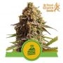 Wedding Cake Auto Feminized Marijuana Strain by Royal Queen Seeds For Sale Online at Cannabis Seeds Outlet