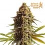 Wedding Cake Auto Feminized by Royal Queen Seeds THC Content Potency Strength CBD Height Yield Flowering Time Indica Sativa Gene