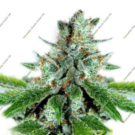 Cannabis Seeds Outlet Weed Strain White Cheese Feminized Marijuana Seeds Original Collector Souvenir Authentic Packaging Packs