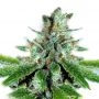 Cannabis Seeds Outlet Weed Strain White Cheese Feminized Marijuana Seeds Original Collector Souvenir Authentic Packaging Packs