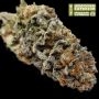 Superior Seedstockers Mandarin Panties Smoke Buds Weed Ganja Skunk Dope Pot Images Pics Nuggets