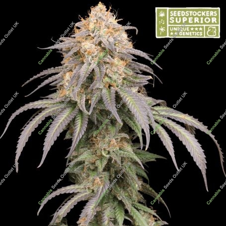 Mandarin Panties Feminized Marijuana Strain by Superior Seedstockers For Sale Online at Cannabis Seeds Outlet