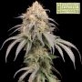 Mandarin Panties Feminized Marijuana Strain by Superior Seedstockers For Sale Online at Cannabis Seeds Outlet