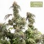 Superior Seedstockers Mandarin Panties Auto Smoke Buds Weed Ganja Skunk Dope Pot Images Pics Nuggets