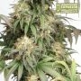 Mandarin Panties Auto Feminized by Superior Seedstockers THC Content Potency Strength CBD Height Yield Flowering Time Indica Sat
