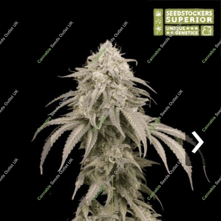 Mandarin Panties Auto Feminized Marijuana Strain by Superior Seedstockers For Sale Online at Cannabis Seeds Outlet