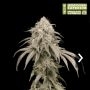 Mandarin Panties Auto Feminized Marijuana Strain by Superior Seedstockers For Sale Online at Cannabis Seeds Outlet