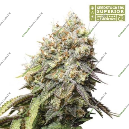 Rucu Cucu OG Feminized Marijuana Strain by Superior Seedstockers For Sale Online at Cannabis Seeds Outlet