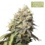 Rucu Cucu OG Feminized Marijuana Strain by Superior Seedstockers For Sale Online at Cannabis Seeds Outlet