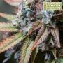 Rucu Cucu OG Feminized by Superior Seedstockers THC Content Potency Strength CBD Height Yield Flowering Time Indica Sativa Genet