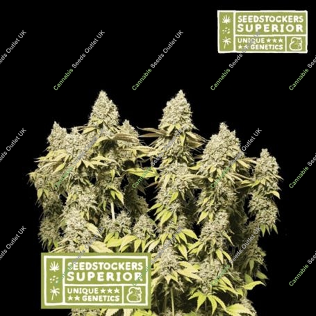 Rucu Cucu OG Auto Feminized Marijuana Strain by Superior Seedstockers For Sale Online at Cannabis Seeds Outlet