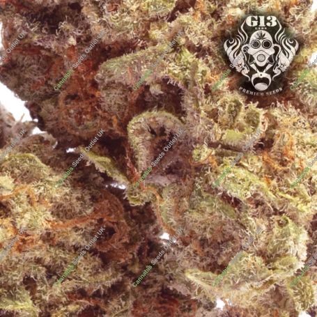 G13 Labs Banana Latte Smoke Buds Weed Ganja Skunk Dope Pot Images Pics Nuggets