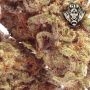 G13 Labs Banana Latte Smoke Buds Weed Ganja Skunk Dope Pot Images Pics Nuggets