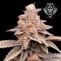 Banana Latte Feminized by G13 Labs THC Content Potency Strength CBD Height Yield Flowering Time Indica Sativa Genetics