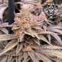Banana Latte Feminized Marijuana Strain by G13 Labs For Sale Online at Cannabis Seeds Outlet