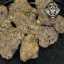G13 Labs Cannabis Strain Jealous Mary Auto Feminized Marijuana Seeds Original Collector Souvenir Authentic Packaging Packs