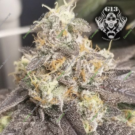Jealous Mary Auto Feminized Marijuana Strain by G13 Labs For Sale Online at Cannabis Seeds Outlet