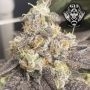 Jealous Mary Auto Feminized Marijuana Strain by G13 Labs For Sale Online at Cannabis Seeds Outlet