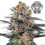 G13 Labs Jealous Mary Auto Smoke Buds Weed Ganja Skunk Dope Pot Images Pics Nuggets