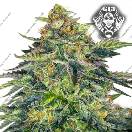 London Cream Cake Auto Feminized Marijuana Strain by G13 Labs For Sale Online at Cannabis Seeds Outlet