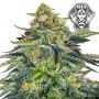 London Cream Cake Auto Feminized Marijuana Strain by G13 Labs For Sale Online at Cannabis Seeds Outlet