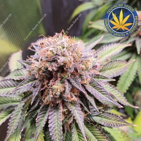Mimosa Punch Feminized Marijuana Strain by Advanced Seeds For Sale Online at Cannabis Seeds Outlet